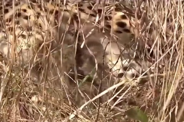 Namibian cheetah 'Jwala' gives birth to three cubs in Kuno