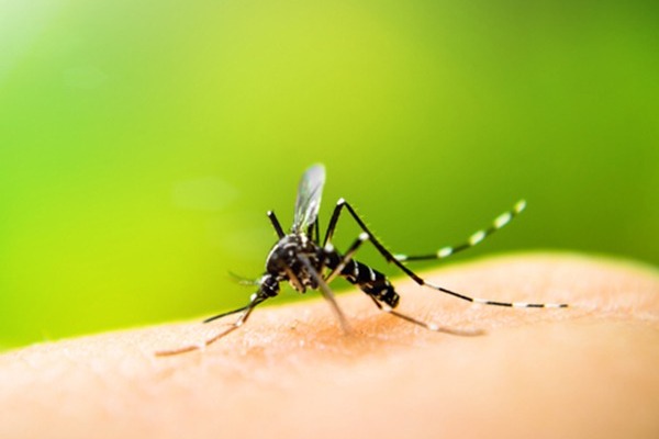 Protein from mosquitoes could help control dengue virus infection