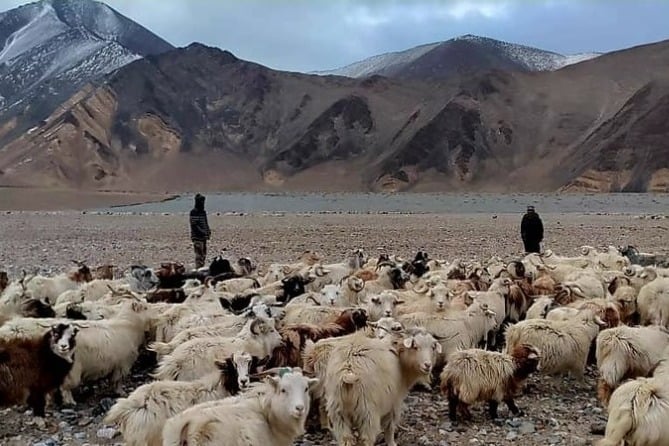 Ladakh Shepherds Stand Up To Chinese Soldiers