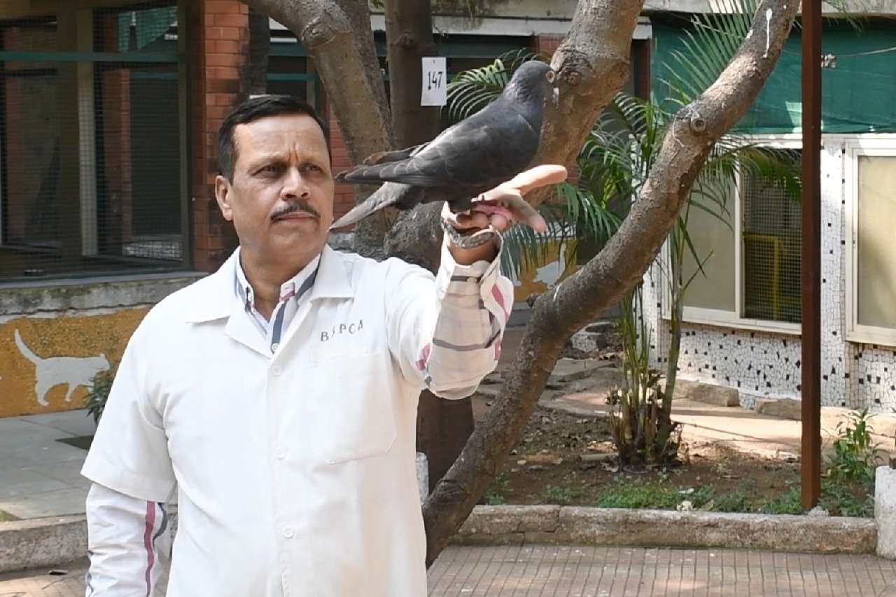 ‘Chinese spy’ pigeon released from Mumbai ‘jail’ after PETA intervention