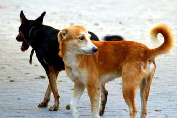 Boy Mauled to Death by Stray Dogs in Shamshabad