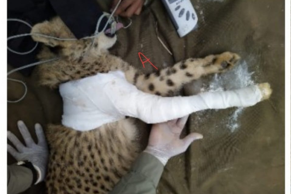 Wildlife activist blames Kuno official for hiding cheetah cub's health report