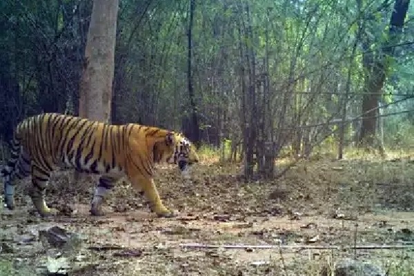 Telangana forest department denies tiger sighting in Nalgonda district