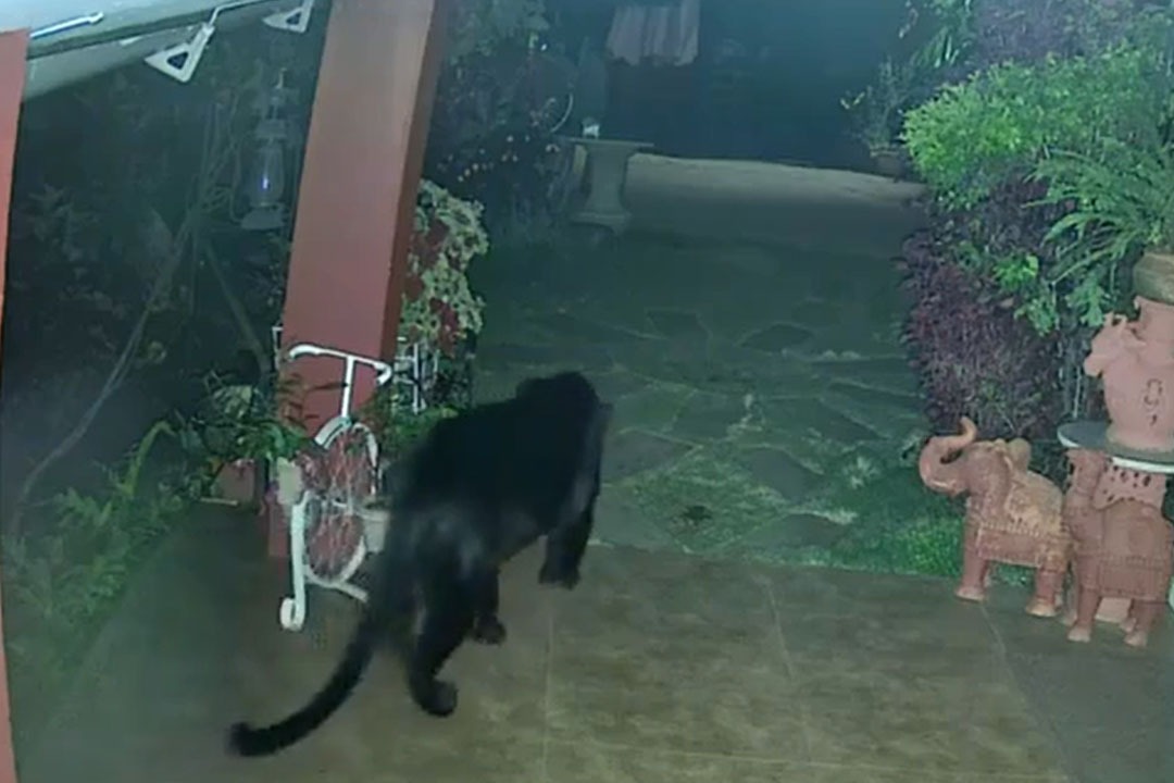 Black Panther Roaming Around House In Tamil Nadu Here Is The Video