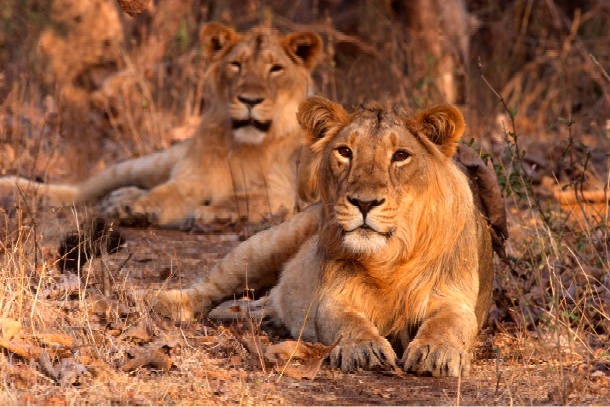 VHP moves to court over two lions named Akbar and Sita released into same enclosure 
