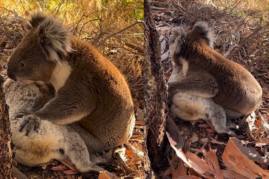 Koala Video that goes viral on internet 