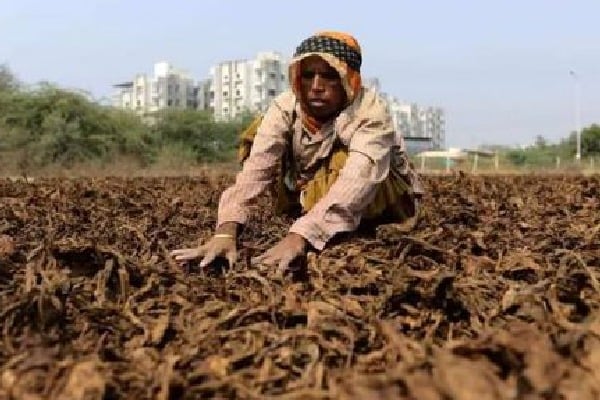 Centre announces relief package for Andhra, Karnataka tobacco farmers