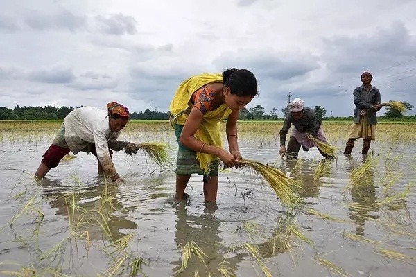 Cabinet clears Rs 24,400 crore fertiliser subsidy to farmers for kharif season