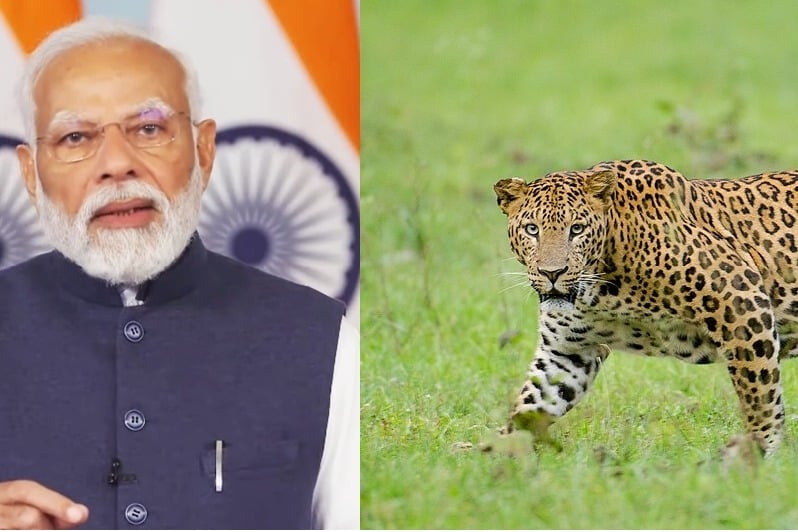 ‘Great News!’, PM Modi hails rise in country's leopard population