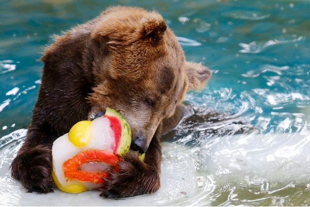 Tigers given showers, fans installed for snakes, ice cubes and frozen fruits on bears' menus in Thiruvananthapuram Zoo