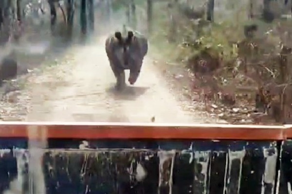 Rhino chases safari vehicle in Assams Manas National Park