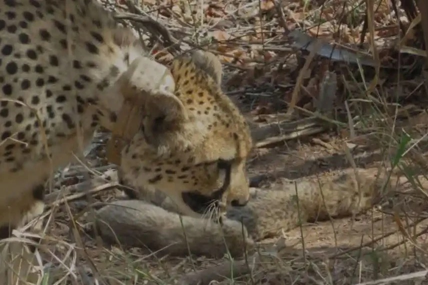 South African Cheetah Gamini gives birth to 5 cubs in Kuno National Park