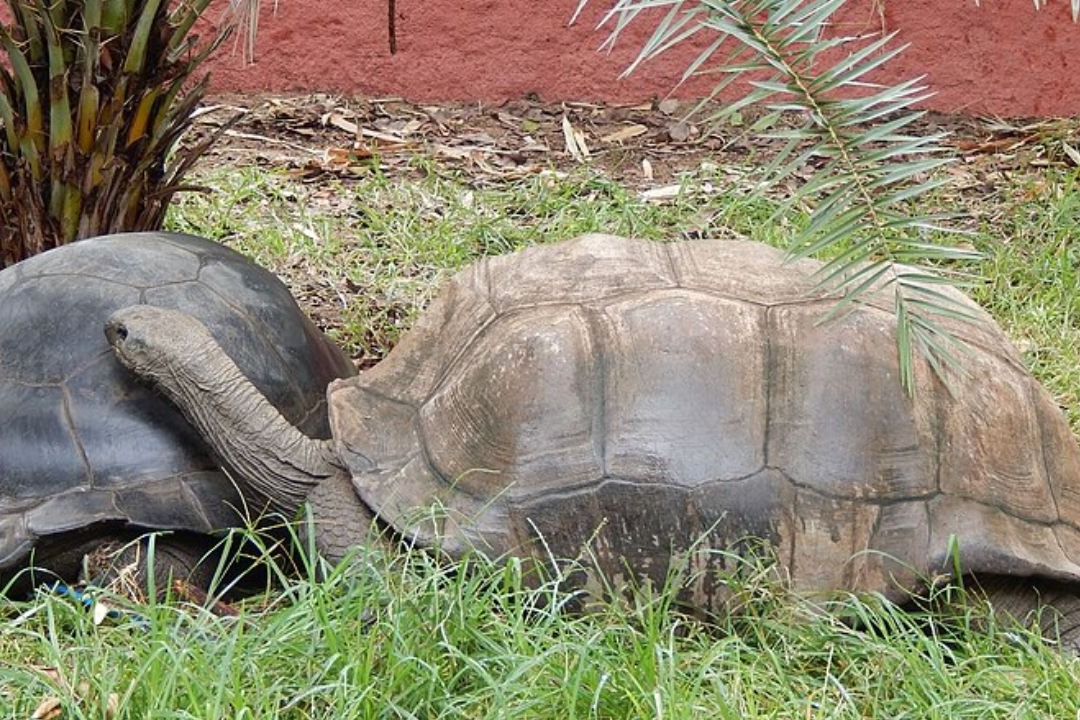 Giant Galapagos tortoise in Hyderabad zoo dies