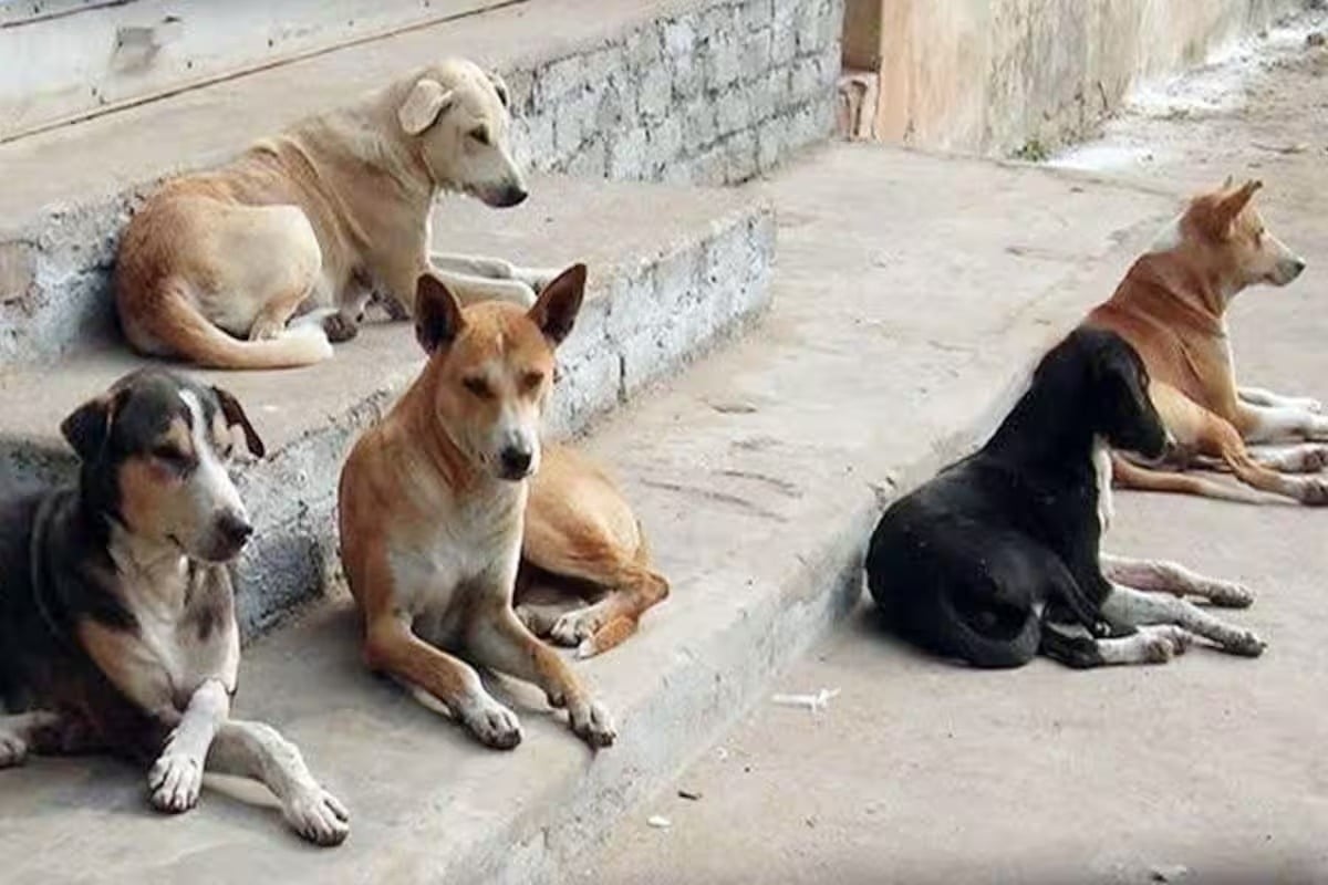 parvo virus in dogs in Nizamabad District