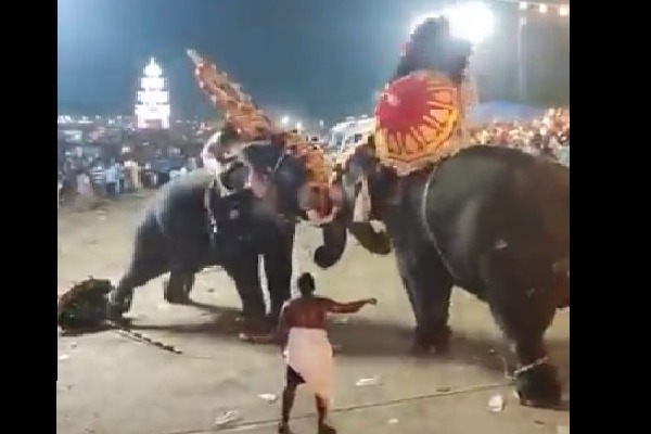 Several injured as elephant runs amok during Arattupuzha temple festival