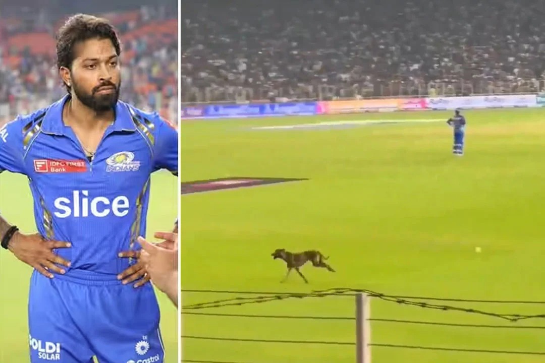 Gujarat fans started chanting Hardik Hardik when a dog entered the field