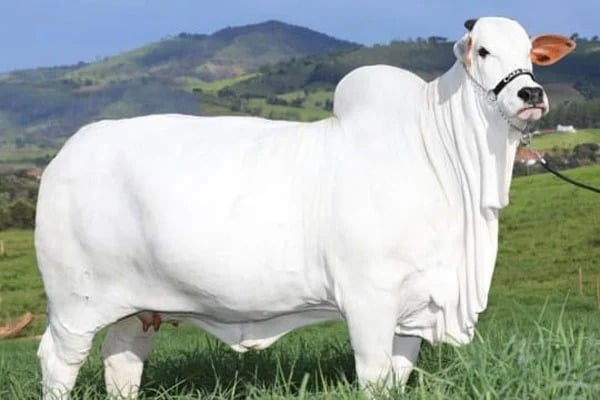 Record breaking Nelore cow sold for 40 crores in Brazil 