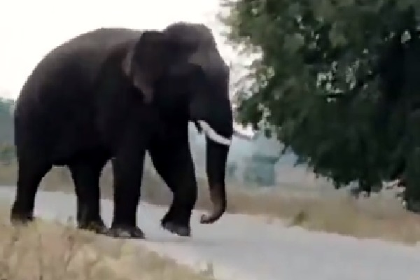 Wild elephant tramples farmer to death in Telangana
