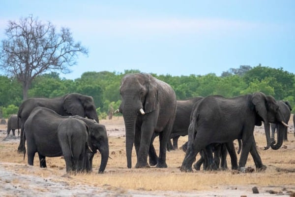 Botswana warns Germany on elephant hunting