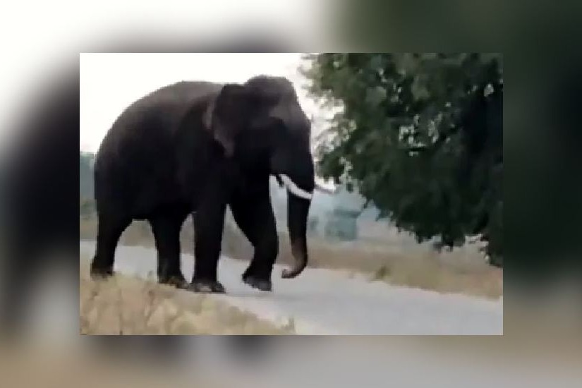 Wild elephant tramples farmer to death in Telangana