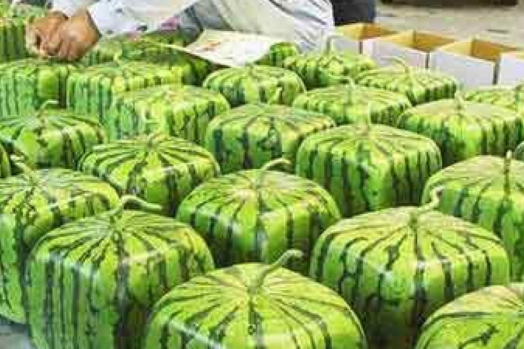 Now get square shaped water melons this summer