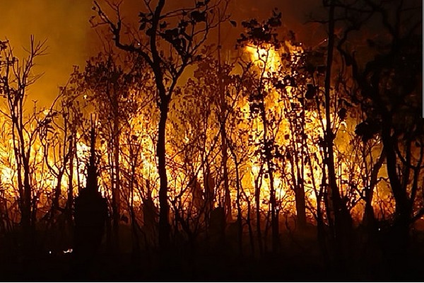 Wild fire at Tirumala Seshachala forest