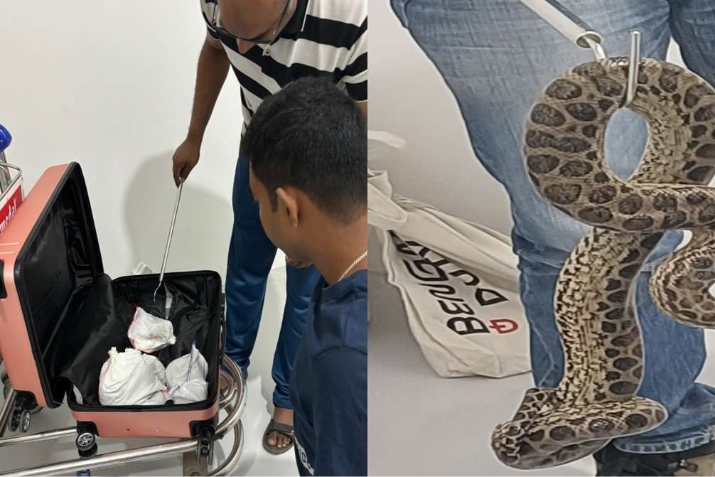 Passenger from Bangkok arrested with 10 yellow anacondas at Bengaluru airport