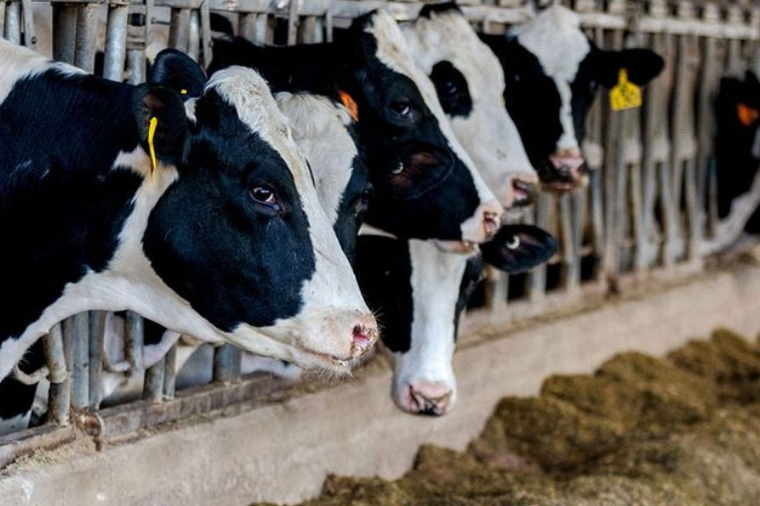 Bird Flu Virus Found In Cow Milk Supply in USA