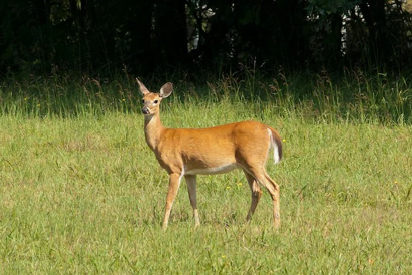 Zombie Deer Disease Hits Another US State As 2 WhiteTailed Deers Test Positive In Virginia