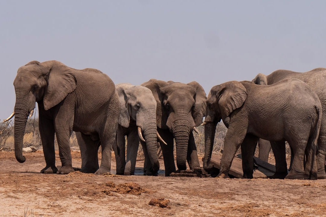 Elephant herd coming towards to Telangana 