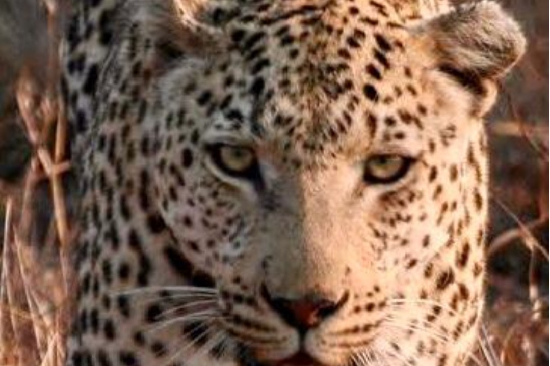Leopard sighted near Hyderabad airport