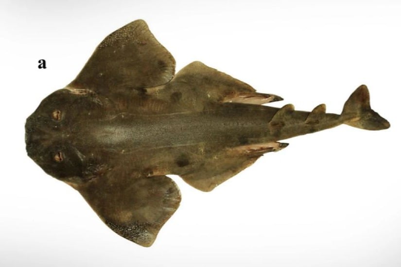 Missing Since 1800s Ocean Predator Appears In Fishers Net In Chile
