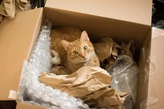 A couple accidentally shipped their cat in an Amazon return package