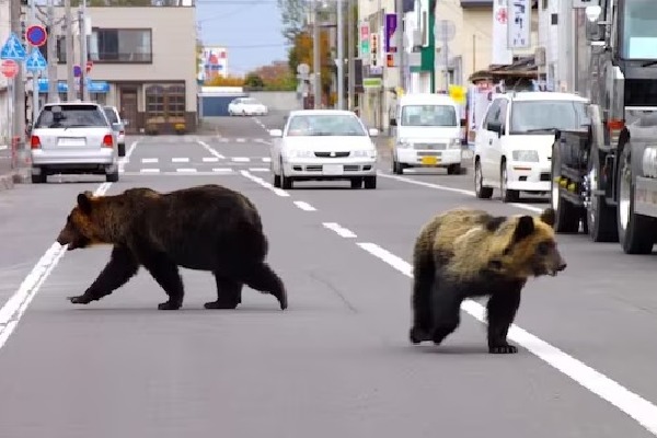 japan to counter bear attacks with ai technology