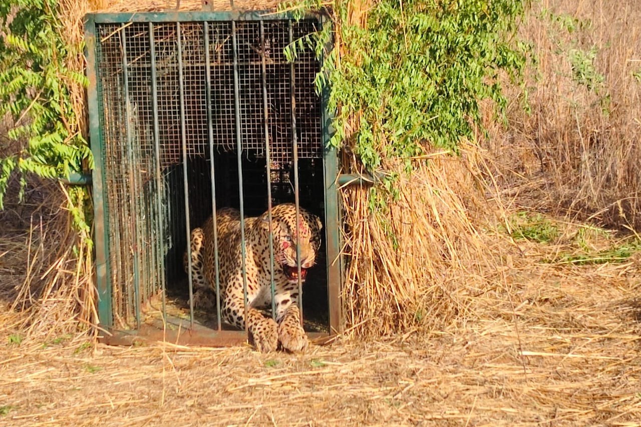 Elusive leopard finally trapped near Hyderabad Airport