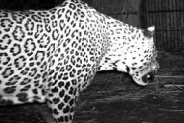 leopard caught at hyderabad shamshabad airport 