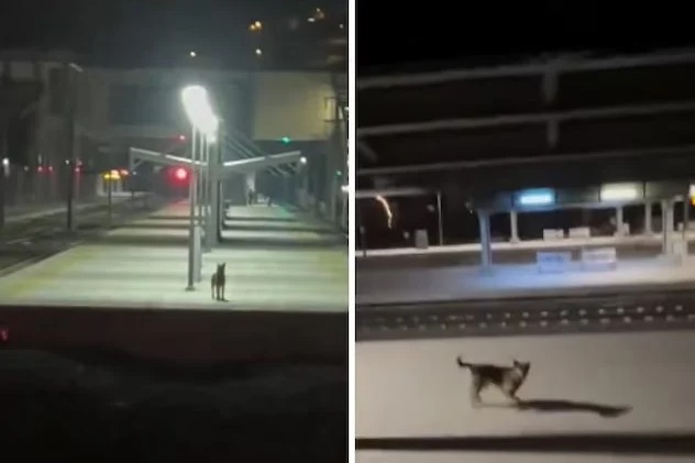 beautiful bond between a train driver and a stray dog makes your day