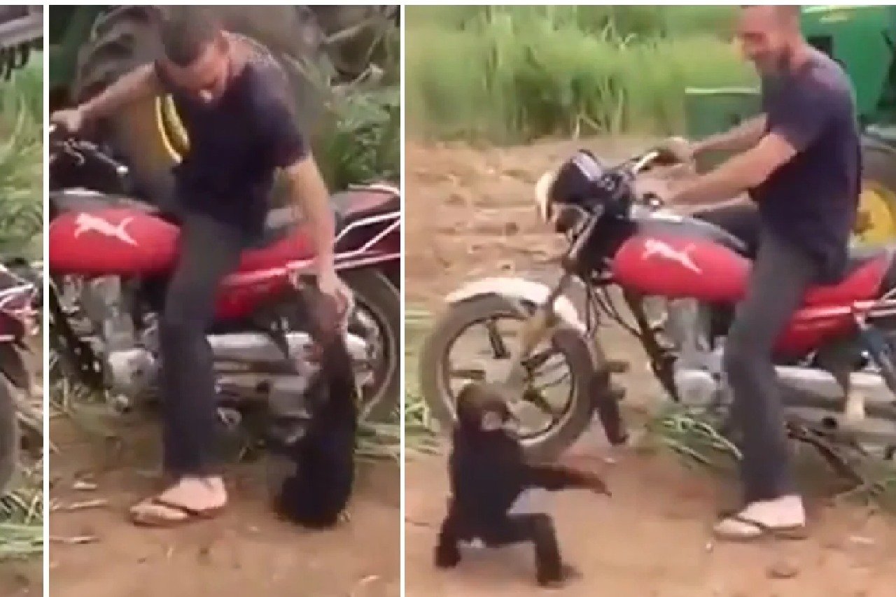 I too come on bike A chimpanzee doing mischief Here is the viral video
