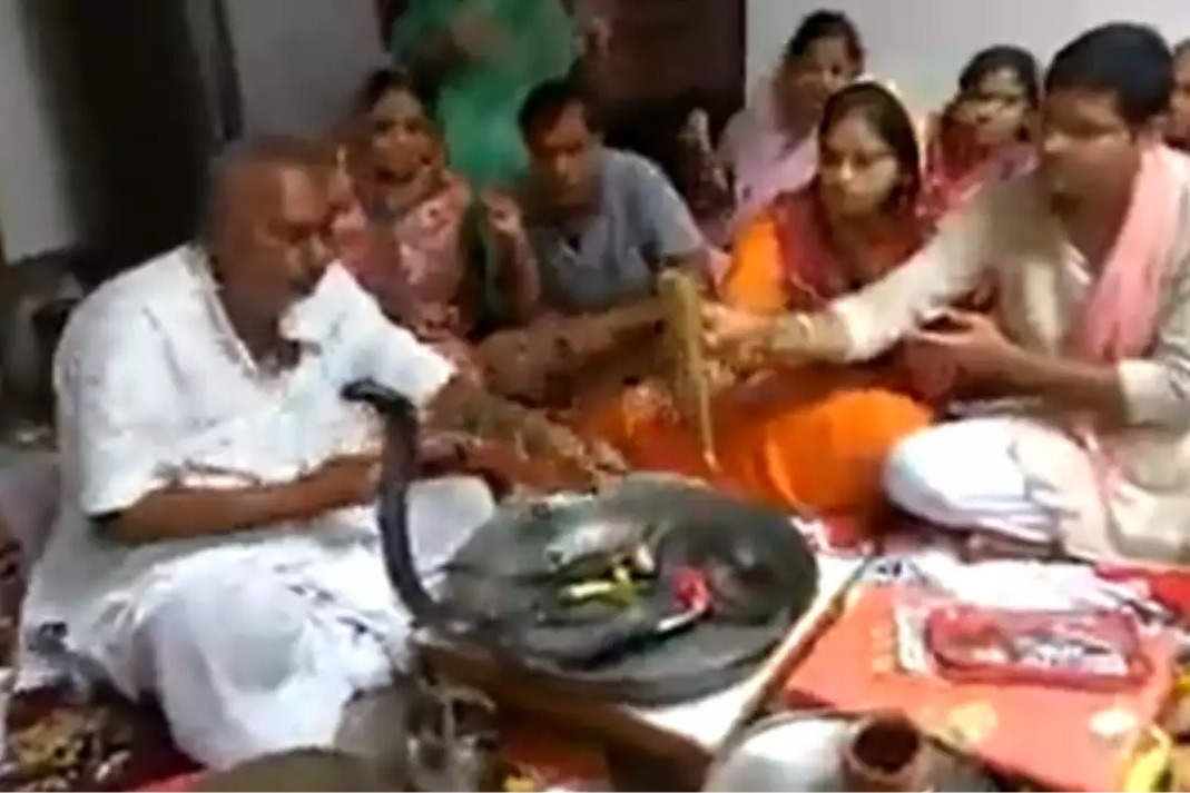 family fearlessly performs puja to a black cobra
