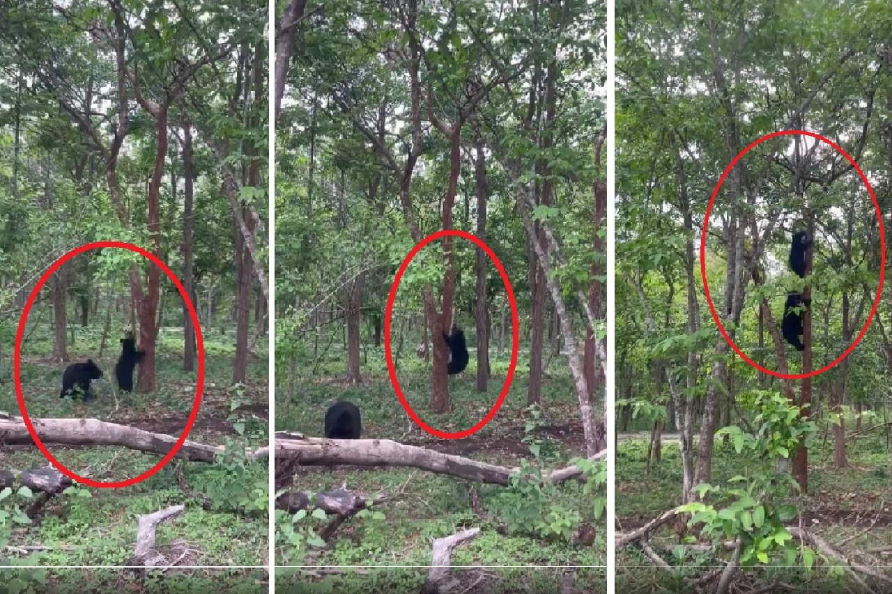 Bear climbing tree viral video here