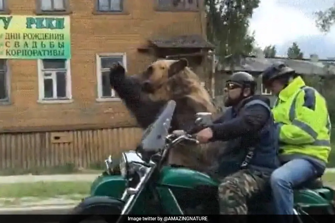 bear rides bike waves onlookers in russia