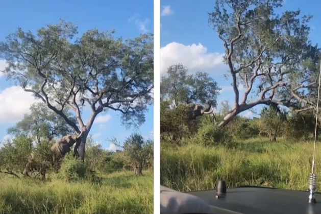 elephant uproots massive tree just in seconds