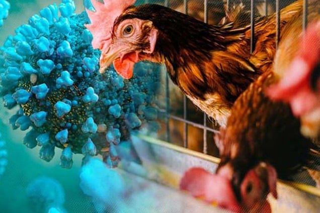 Covid jab technology-based bird flu vaccine may help curb H5N1 cases
