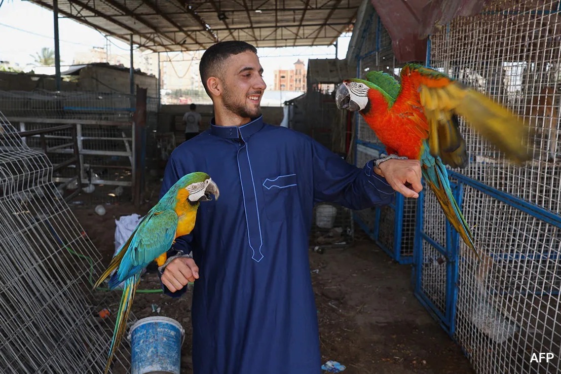 Gaza Zookeeper Flees Rafah Creates Temporary Home For Animals