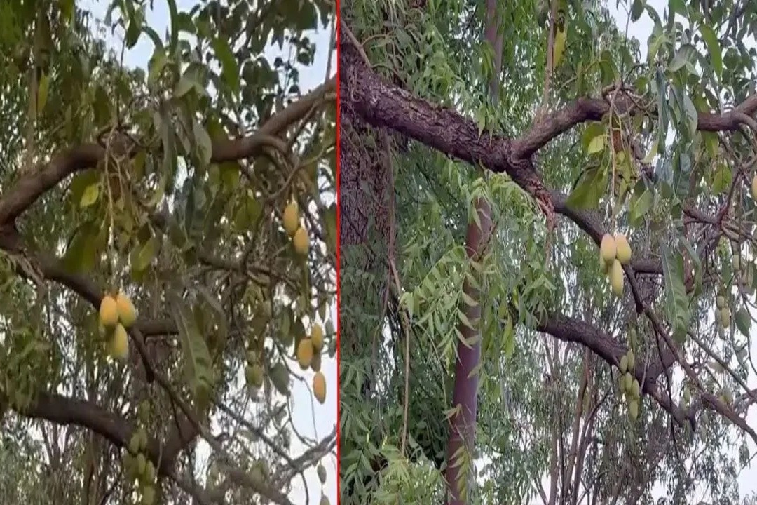 mangoes found on neem tree in bhopal