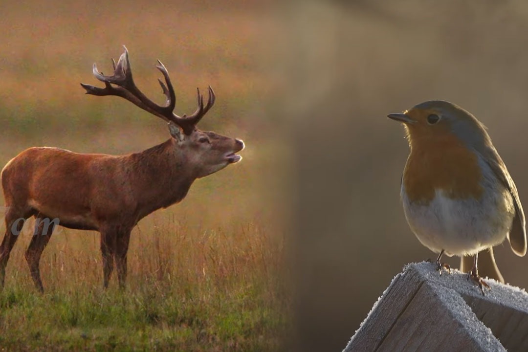 These animals and birds sound like humans 