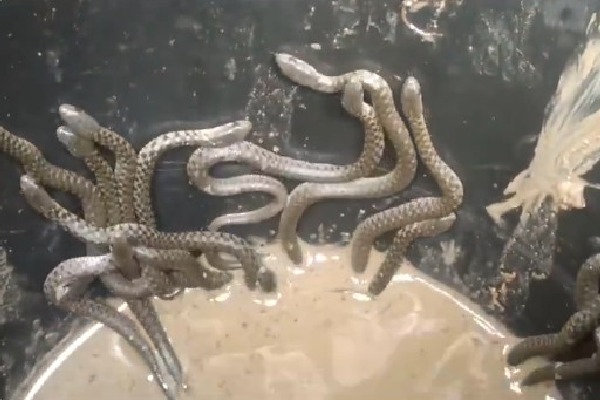 Thirty snake hatchlings spotted in bathroom