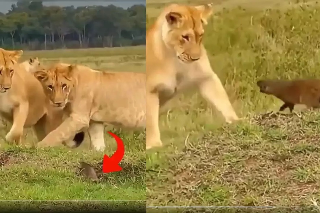 Mongoose Startles Lion Viral Video Leaves Netizens in Disbelief