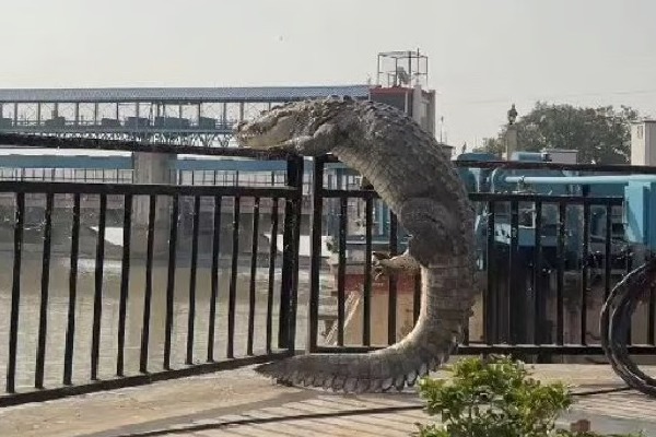 Crocodile Swims Out Of UP Canal Tries To Climb Over Railing