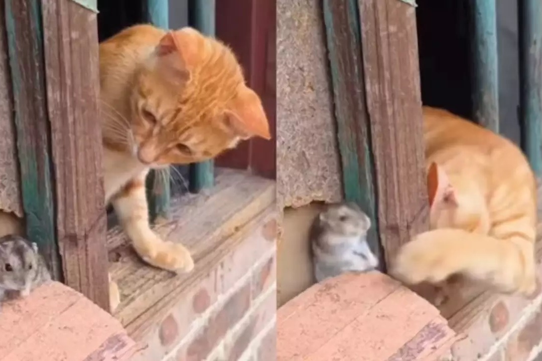 Tom and Jerry In Real Life Viral Video Of Cat Mouse Fighting and Cuddling is Too Cute